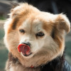 Dog Avatar