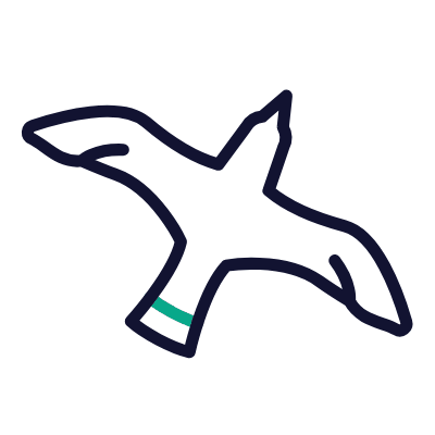 Bird, Animated Icon, Outline
