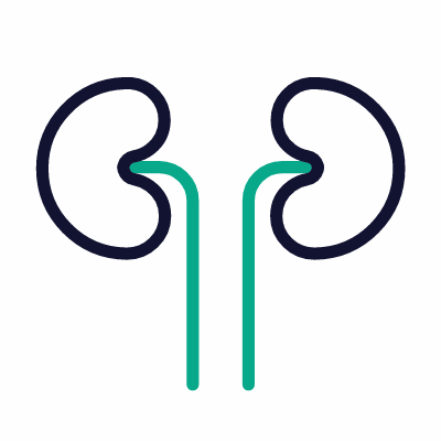 Kidney, Animated Icon, Outline